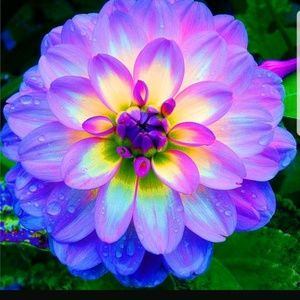 Meet your Posher, Lauryn